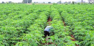 IITA Collaborates With Others on Sustainable Cassava Seed System in Africa
