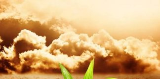 NISS Rolls Out Five Year Strategic Plan to Address Soil Degradation