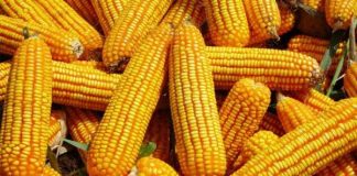 CBN Suspends Forex on Maize Importation
