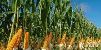 MAAN Commends FG Over Ban on Maize Importation