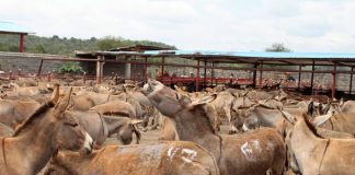 FG Vows to Prevent Extinction of Donkey