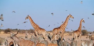 Nigeria Partners With Germany, UNODC to Stop Illicit Trade of Wildlife