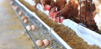 Livestock Farmers Lament Scarcity of Feed IngredientsÂ
