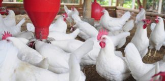 Oyo Poultry Farmers Seek Government Intervention to Save Industry