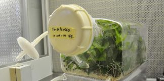 Experts Canvass for Yam Seed Multiplication Through Technology