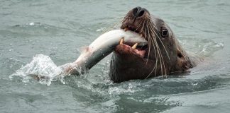 U.S to Kill Hundreds of Sea Lions to Save Endangered Fish