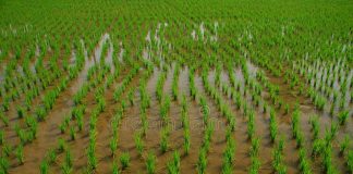 HEDA Predicts Rainfall Across Niger State to Halt in November