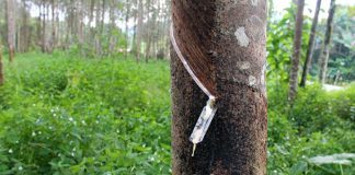 Rubber Plantation Revival to Generate 640,000 Jobs in 10 Years: NARPMAN