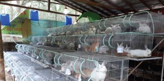 Ogun Govt. Pledges Support for Rabbit Farmers After RHD Outbreak