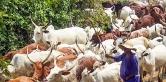 Committee to Boost RUGA Inaugurated in Kano