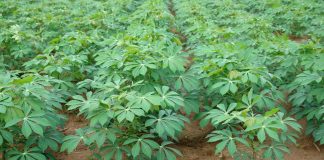 IITA, Others Collaborate to Enhance Cassava Production in Niger Delta