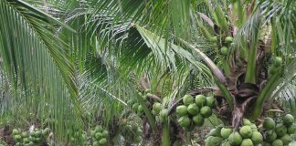 NACOPPMAN Urges Government to Support Coconut Farmers