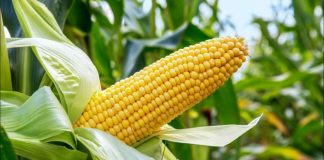 NASC Introduces Hybrid Maize to Farmers in Akwa Ibom