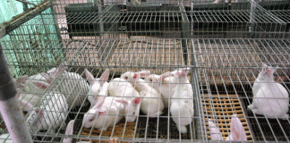 NALDA to Empower 17,000 Youths in Rabbit Production