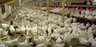PAN Calls on Government to Prevent Collapse of Poultry Industry