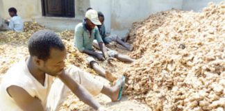 RMRDC Partners With Firms on Ginger Value Chain and Export