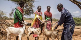 FAO: Progress on Eradication of Sheep and Goat Disease