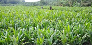 OCP Africa, Research Institutes Partner To Boost Palm Oil Production