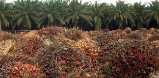 Solidaridad Organizes Workshop on Sustainable Oil Palm Production
