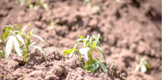 NISS Increases Footprint, Establishes Zonal Offices