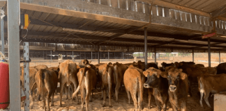 US Mission Collaborates With Ikun Dairy Farm to Boost Milk Production