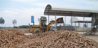 IITA, GIAE, GIZ Collaborate to Upscale Maize, Cassava Production
