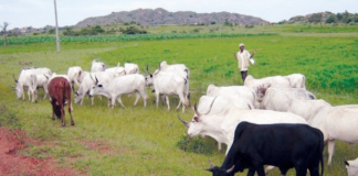 NIAS Calls for Conversion of Grazing Reserves to Ranches