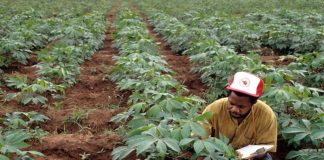 FG Organizes Workshop on Improved Technologies in Cassava Production