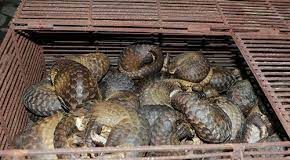 PCGN Urges FG to Intensify Efforts in Impeding Pangolin Traffickers