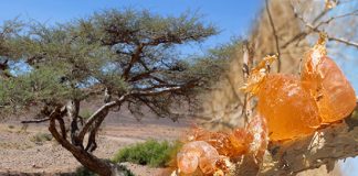 NAGAPPEN Calls for Federal Support of Gum Arabic Production