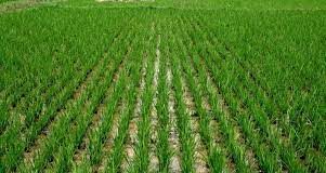 Benin Seeks to Band With Nigeria on Rice Production