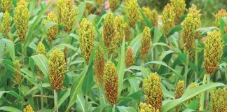 Economic Prospects of Sorghum in Nigeria