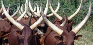 Bagudu Advocates for Restraint of Cattle Movement From Sahel to other African Regions