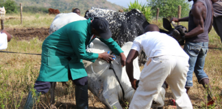 Red Cross to Vaccinate 15,000 Animals in Nasarawa