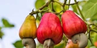 FG Trains Stakeholders On Cashew Valued Chain In Kwara