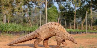 PCWGN Advocates for Severe Punishment for Wildlife Traffickers