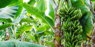 Making Huge Profit from Banana Farming