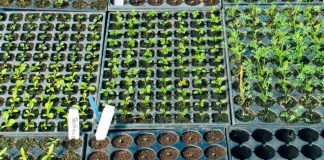 NASC Boasts of Producing Over 50% of seeds utilized in West Africa