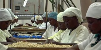 Africa Processes Less Than 10% of Cashew Produced –ACA President