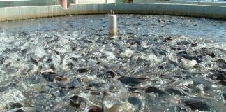 NFAN laments Neglect of Fishery Industry