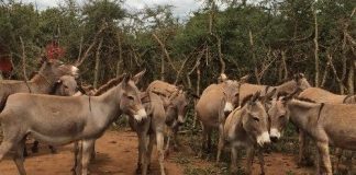 Donkey Skin Still on Export Prohibition List-NAQS