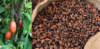 CFAN Demands Regulatory Board to Develop Cocoa Sector