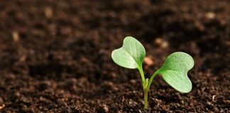 Experts Calls for Soil conservation and Preservation To Avoid Degradation