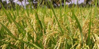CBN, RIFAN Inaugurate Dry Season Farming Activities for Rice