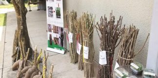 IITA Advocates for Improved Cassava Varieties to Boost Production