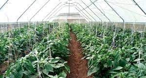 Expert Advocates For Greenhouse Farming to Combat Food Shortage