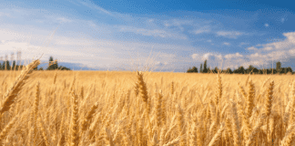 Olam Collaborates with LCRI to Promote Wheat Production.