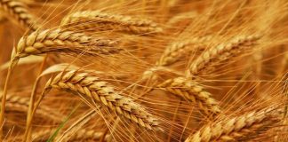 FMAN Bemoans Its Reliance on Wheat Imports