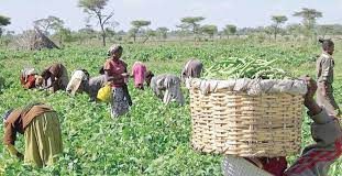 AFAN Calls for Resuscitation of NFRA, GMP for Food Security