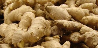 NGAN Calls on Government to Diversify Economic Through Ginger Export